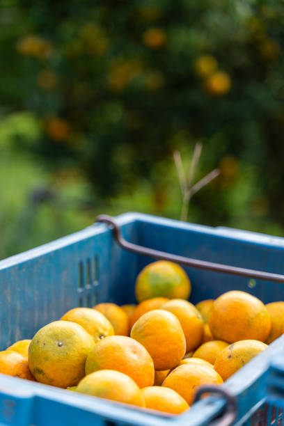 istock Fresh oranges in baskets picked by gardeners 2116349973