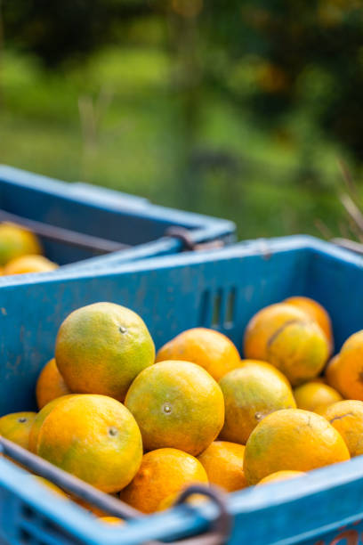 istock Fresh oranges in baskets picked by gardeners 2116350478