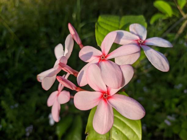 istock kopsia fruticosa flower in the morning 2116369996