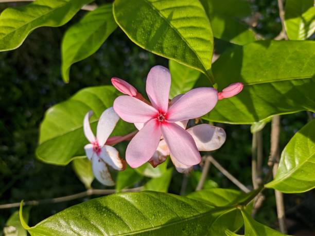 istock kopsia fruticosa flower in the morning 2116370012