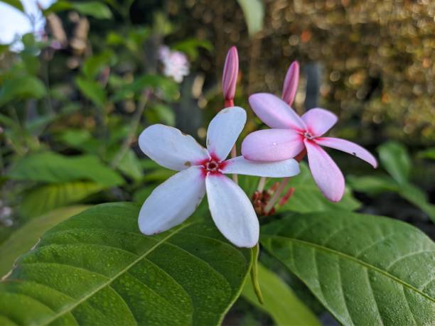 istock kopsia fruticosa flower in the morning 2116370515