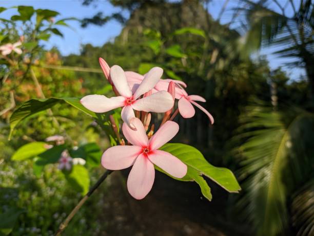 istock kopsia fruticosa flower in the morning 2116374155