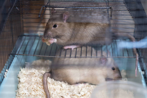 Domestic rat in a cage holds food with its paws and eats. A rodent with whiskers, a tail, and whitefooted mice is sitting in a cage, gazing out the window. It may be a pet or a pest like packrats