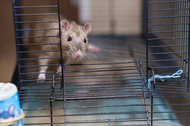 istock Domestic rat in a cage holds food with its paws and eats. 2116388039