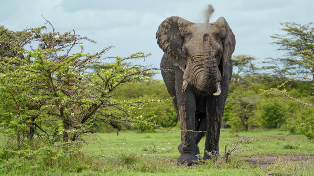 SLO MO Big Elephant Enjoying Dirt Bath on Green Savannah in Masai Mara Reserve
