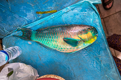 Colorful parrot fish are sold at a local fish market in Taiwan
