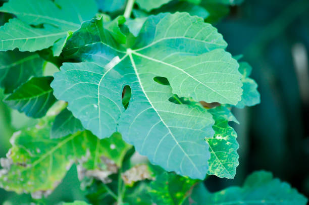 Ficus carica, fig or common fig plant or fig leaf or fig plant