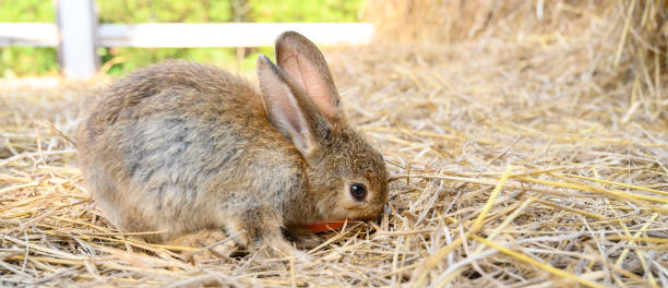 istock Cute brown rabbit bunny domestic pet on straw. Rabbit farm. 2116428447