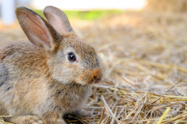 istock Cute brown rabbit bunny domestic pet on straw. Rabbit farm. 2116428956