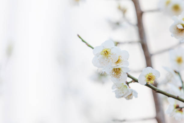 White plum blossoms bloom in early spring. Prunus mume