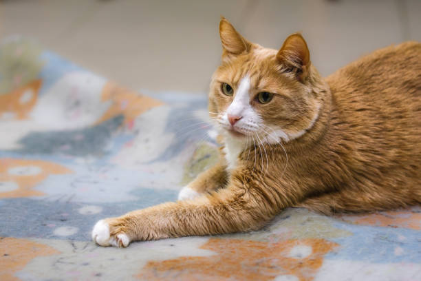 istock Ginger cat lies on the carpet at home. Close up. 2116446408