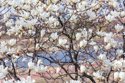 Pink and white magnolia flowers in spring