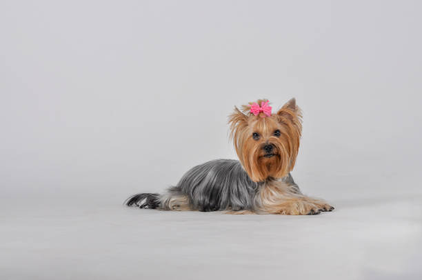 Yorkshire terrier on a white background