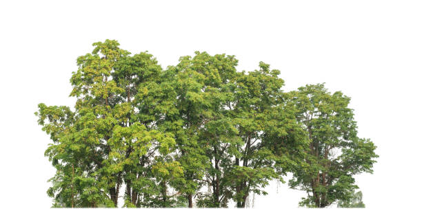 istock Green trees isolated on white background.are Forest and foliage in summer for both printing and web pageswith cut path and alpha channel 2116478194