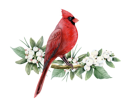 Red cardinal Christmas bird sitting on snowberry branch with white berries watercolor isolated illustration for winter holidays symbols designs, greeting cards and New Year party postcards.
