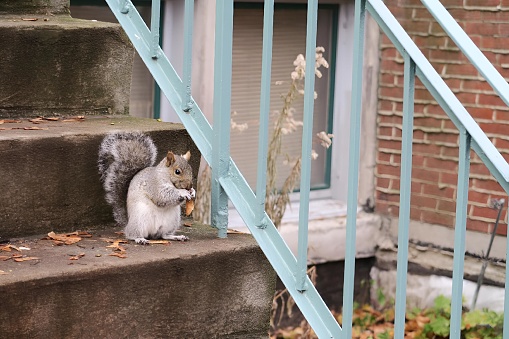 A squirrel on top of stairs, standing before more stairs.