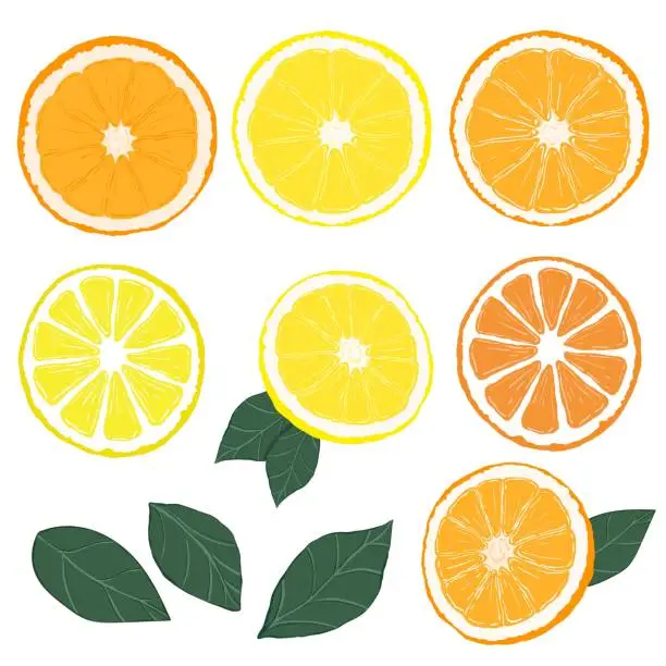 Vector illustration of Your 2024 Beauty Citrus Essence for a Vibrant Complexion