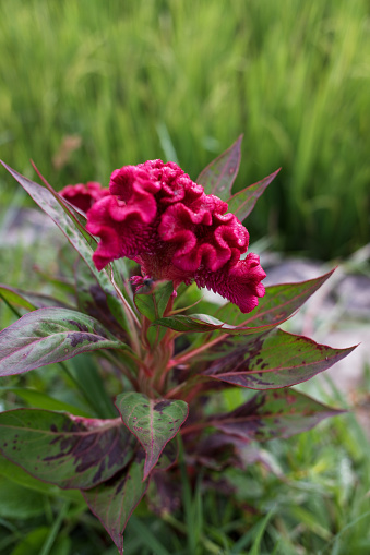 Red flowers of the Celosia cristata plant, with a natural background of rice fields.