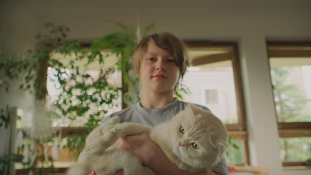 Child owner holding a cute fluffy white British shorthair spoiled cat