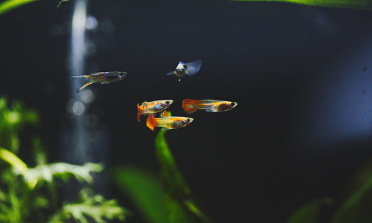 The guppies swimming among aquatic plants in an aquarium.