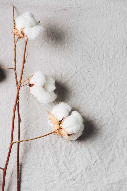 istock Cotton sprig on natural cotton fabric. 2116546000