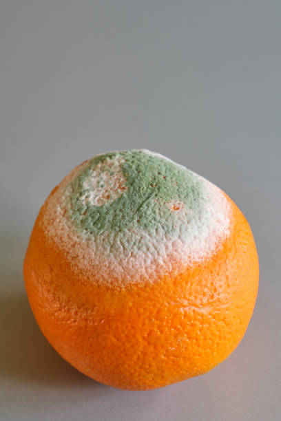 istock One orange with green and white mold 2116546004