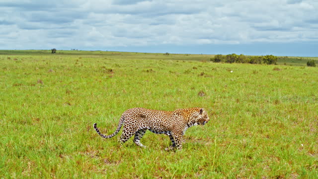 SLO MO Graceful Cheetah Wandering Attentively across Masai Mara Reserve