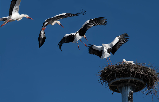 Collage and study of a large white stork flying towards the nest with its mate. In the background is the blue sky. The nest is built on a high metal pole.
