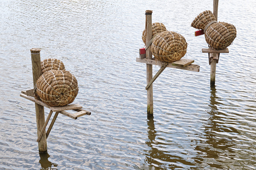 Three manmade wild duck nesting baskets made of braided reed on poles in water in Friesland The Netherlands