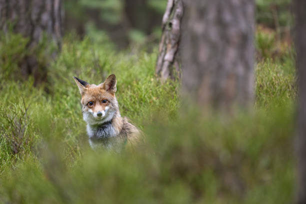 istock Fox in the forrest in Bohemian.Moravian Highland 2116553668