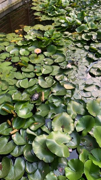 istock A turtle in a Japanese pond 2116554198