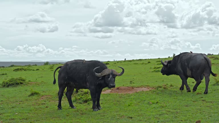 SLO MO Buffalos Peacefully Wandering on Green Plains in Masai Mara Reserve