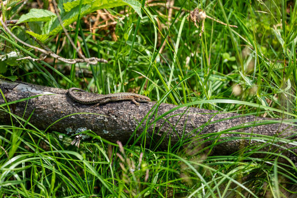 A common lizard is taking a sunbath A common lizard is taking a sunbath zootoca vivipara stock pictures, royalty-free photos & images