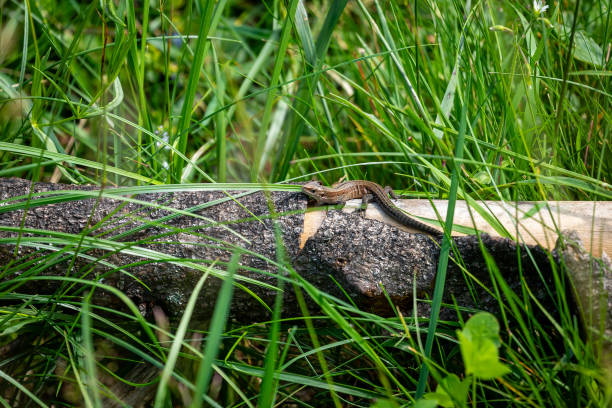 A common lizard is taking a sunbath A common lizard is taking a sunbath zootoca vivipara stock pictures, royalty-free photos & images