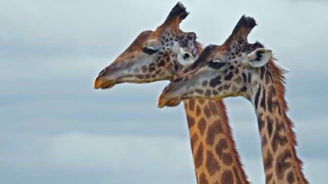 SLO MO Giraffes Elegantly Reaching Skyward with Their Necks in Masai Mara Reserve