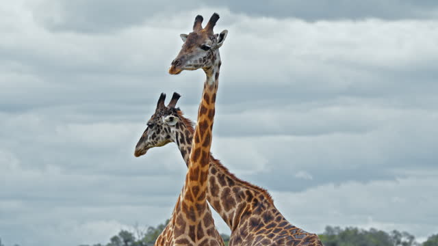 Graceful Giraffes Strolling on Savannah of Masai Mara Reserve