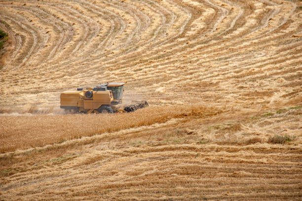 Combine harvester machine mowing the crop field
