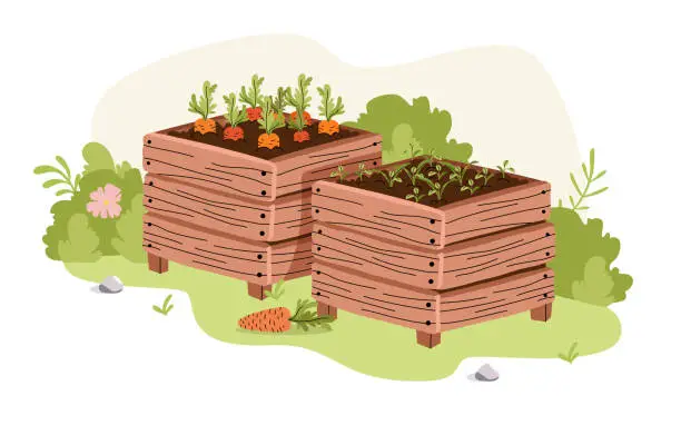 Vector illustration of Carrot seedling in wooden box. Growing vegetables. Seedling sprouts, compost. Landscape design.