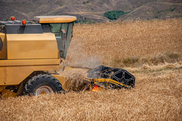 Combine harvester machine mowing the crop field