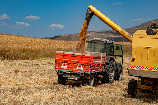 Combine harvester machine loading wheat into tractor