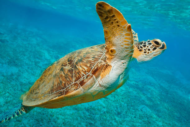 istock Sea turtle Underwater explore and enjoy, gree with turtle.  Sea life 2116603917