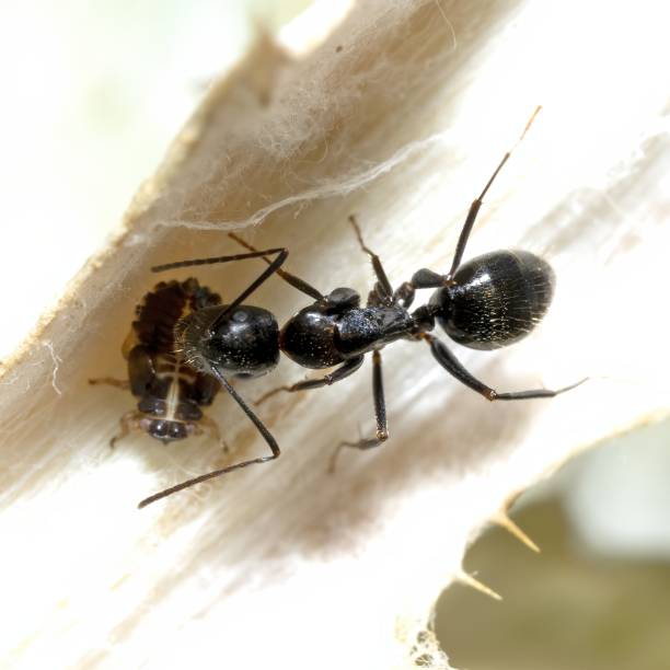istock A common ant cares for an aphid on a leaf, macro photography 2116604959