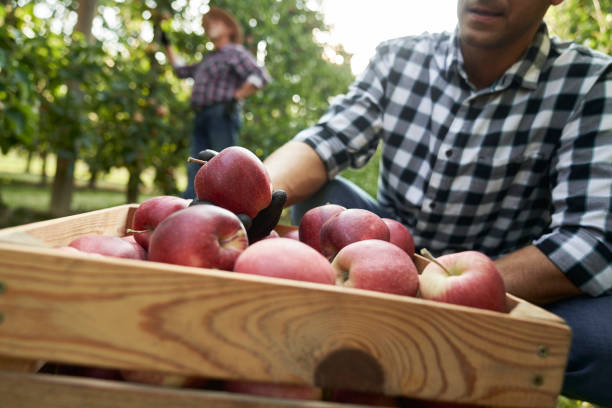 istock Farmer checking apples in the wooden box 2116606508