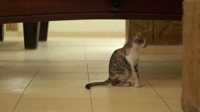 Homeless gray cat licking the floor