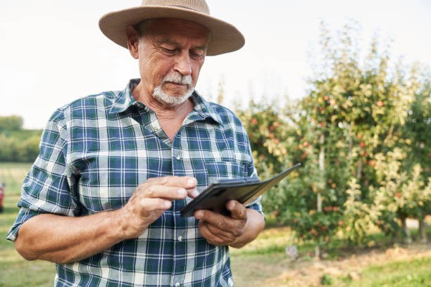 istock Senior farmer browsing mobile phone while standing on apple farm 2116612741
