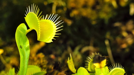 Carnivorous plant Dionaea muscipula in selective focus and depth blur, U.S, Sep 2023