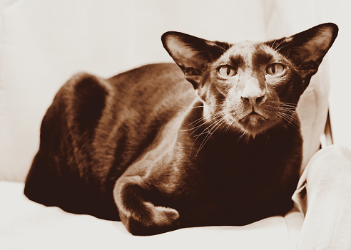 Art portrait of young black cat, shorthair oriental breed, toned effect. looking at camera