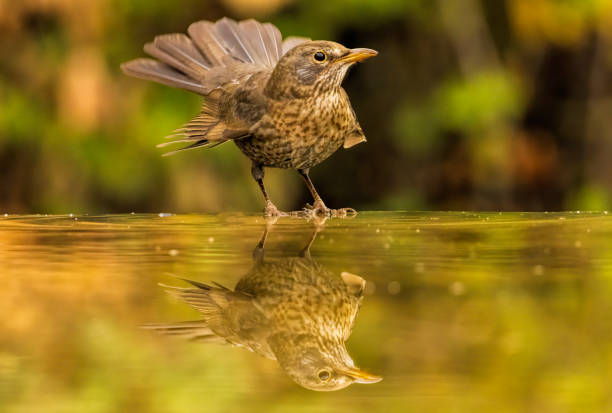 istock Common Blackbird in a natural habitat 2116638647