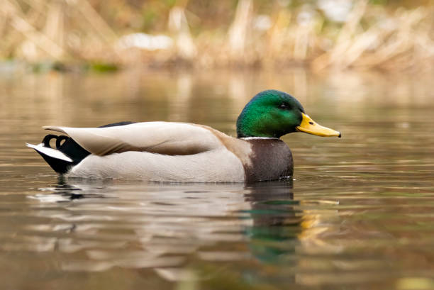 istock Mallard duck (Anas plathyrynchos) in natural habitat 2116648069