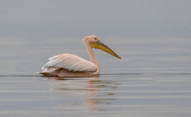 istock White Pelican in Kerkini Lake, Greece 2116651711